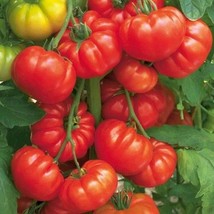 120 Steak Tomato Seeds Beefsteak Heirloom Organic Tastyfresh - £6.28 GBP