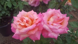 Broadway Rose 1 Gal Golden Yellow Pink Live Bush Plants Hybrid Tea Plant... - $33.90