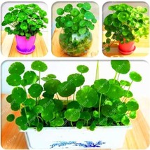 Hydrocotyle Verticillata Seed Penny Grass Plants Indoor Seed Hydrocotyle... - $6.00