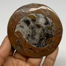 77.1g, 2.9&quot;x2.9&quot;x0.4&quot;, Goniatite (Button) Ammonite Polished Fossils, B30111 - £7.99 GBP