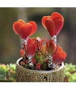 50Pcs succulent seeds Colorful Echeveria rare exotic succulent Hen Chick... - €4,04 EUR