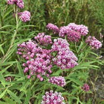 Swamp Milkweed Seeds 30 Asclepias Incarnata Perrenial Bees - £9.23 GBP