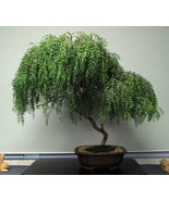 Small Cuttings for Bonsai-Willow,  Corkscrew Willow, Bonsai Willow Curly... - €8,41 EUR+