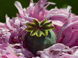 THJAR Breadseed Poppy ‘Rattle Poppy’ Papaver  25  Flower Seeds  USA - $5.97