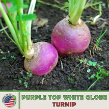 US Seller 1000 Purple Top White Globe Turnip Seeds, Brassica Rapa, Non Gmo - £7.41 GBP