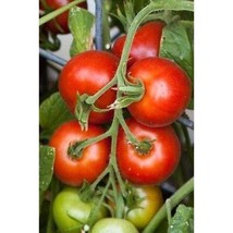 Matina Tomato Organic Seeds Gardening Easy Grow USA SHIPPING - £4.18 GBP