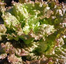 Red Romaine Lettuce Seed, Heirloom, Organic, Non Gmo, 50+ Seeds, Garden Seed - £1.81 GBP