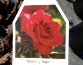 OPENING NIGHT Hybrid Tea Large Rich RED Bloom Rose 1 Gal Bush Plants Pla... - £27.09 GBP