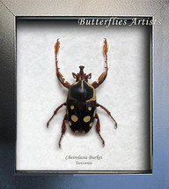 Real African Flower Beetle Cheirolasia Burkei Entomology Collectible Sha... - €43,73 EUR