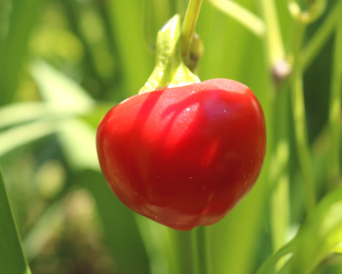 150 Spicy Red Cherry Pepper Seeds - Non-GMO Heirloom - $6.58