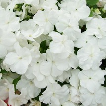 USA SELLER New 50 Dwarf White Impatiens Walleriana Sun Or Full Shade Flower Seed - $14.90