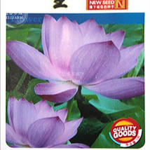 Purple Lotus Seeds, Approx 5 Seeds / , Beautiful Garden Nelumbo Nucifera #NX061 - £5.41 GBP