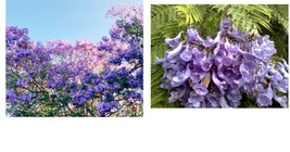 160 Purple Jacaranda Mimosifolia Seeds: Fastest Growing Flowering Tree Free Ship - £28.76 GBP