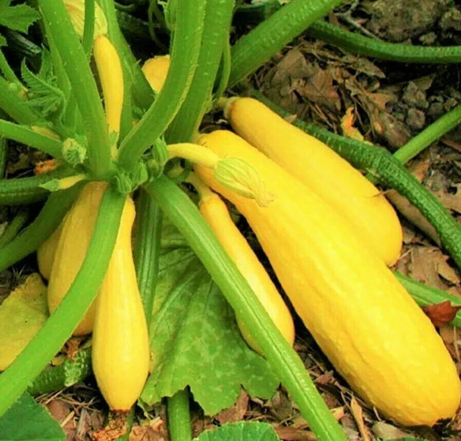 Summer Squash Seeds, Prolific Straightneck, 20+ Squash Seeds, Garden Seeds, - $2.51