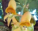 Yellow Face Sun Orchids Flowers Garden Plant 25 Seeds - $6.58