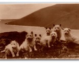 RPPC Confezione Di Scozzese Terrier Cani Scotty Cani Unp Cartolina Z4 - $19.30