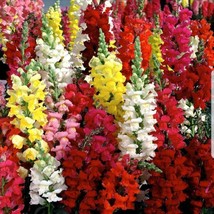 Thjar Snapdragon Tall Mix Seeds 2500+ Tall Flower Bright Mixed Colors - £3.27 GBP