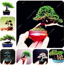 100 Seeds Colorful Japanese Juniper Mixed Seeds Garden USA Shipping - $11.28