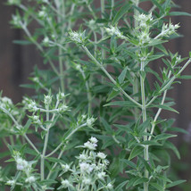 650 Mountain Mint Seeds Pycnanthemum pilosum FRESH - £9.43 GBP