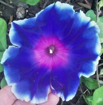 50 Mixed Japanese Morning Glory Ipomoea Nil Flower - £13.98 GBP