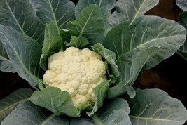 Snowball Y Improved Cauliflower 50 Seeds Fresh Garden - £9.48 GBP