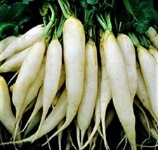 SR12Store White Icicle Radish Seeds 200 Seeds Nongmo 4 Items US Product - $8.62