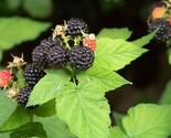 Sale 50 Seeds Black Raspberry Rubus Leucodermis Fruit Bush Vine USA - $9.90