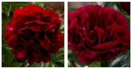 15 Blackish Red Peony Plant Flower Seeds 11-layer petals big blooms gard... - £15.71 GBP