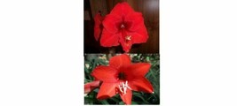 SR 1 Amaryllis X Pollinated Hippeastrum Lilly X Garden Red 8-12 cm circu... - £18.49 GBP