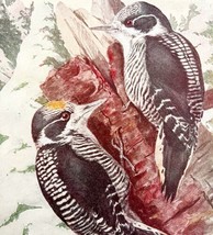 American Three Toed Woodpecker 1936 Bird Art Lithograph Color Plate Prin... - $24.99