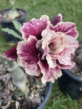 Adenium Obesum Desert Rose Grafted Plant Double Chocolate - £27.24 GBP