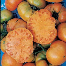 50 Seeds Golden Ponderosa Tomato Juicy Tomatoe Vegetable Edible Foodgardening Be - $8.82