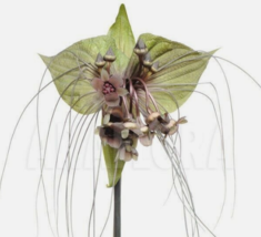 20 Pc Seeds Tacca Chantrieri Green Plant, Tacca Seeds for Planting | RK - £20.14 GBP