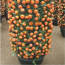 Fresh New 60pcs Mandarin Orange Dwarf Seeds Indoors Outdoors Fruit Tree Seeds - £8.91 GBP