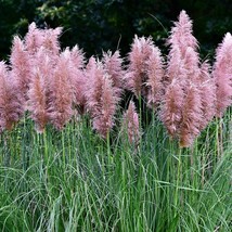 200 Ornamental Pink Pampas Grass Cortaderia Selloana Rosea Seeds Fast Ship Fresh - £11.85 GBP