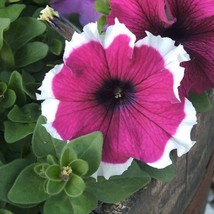 Fast Ship USA Seller 1R8D1 Petunia Seeds 1000 Seeds Petunia Hula Hoop Velvet - $46.90