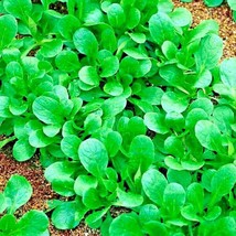 Fresh 600+Dutch Corn Salad Seeds Organic Lambs Lettuce Mache Patio Container Shi - $5.50