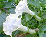 10 Double Beautiful White Angel Trumpet Seeds Campus Radicus Seeds - £5.15 GBP