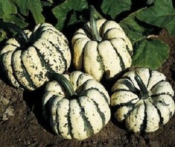 50 Squash Sweet Dumpling Winter Vegetable Seeds - £19.55 GBP