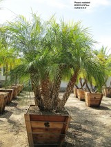 Pygmy Date Palm  Phoenix Roebelenii seeds  FRESH newly harvested , 2023 ... - £2.71 GBP+