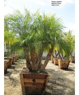 Pygmy Date Palm  Phoenix Roebelenii seeds  FRESH newly harvested , 2023 ... - £2.71 GBP+
