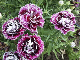 200 Pcs Velvet n Lace Chianti Carnation Seeds for Garden - $10.99