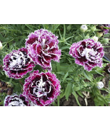 200 Pcs Velvet n Lace Chianti Carnation Seeds for Garden - $10.99
