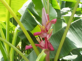 Banana -Musa Velutina Markkuana 8 Seeds Fresh Gardening USA SELLER - $15.12