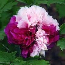 Peony Light Pink &amp; Dark Red Flower Seeds big blooms double colors - £6.84 GBP