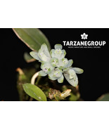 DENDROBIUM LEUCOCYANUM PNG MINIATURE ORCHID MOUNTED - €69,12 EUR
