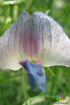 50 Lathyrus Sativus &#39;Crescent Moon&#39; Annual Sweet Pea Seeds Beautiful Garden Usa  - £8.24 GBP