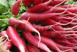 seeds 100 CHINA ROSE RADISH Chinese Winter Radish Raphanus Sativus Vegetable See - £18.67 GBP