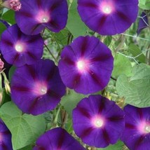 NEW Morning Glory GRANDPA OTT Purple Climbing Vine 15&#39; Heirloom Non-GMO 100 Seed - $4.48