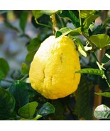 20 Citron Seeds - Citrus medica - Fragrant Evergreen Fruit Tree Etrog Le... - £7.82 GBP